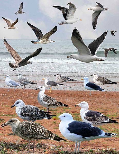 Greater Black-backed Gull from the Crossley ID Guide Britain and Ireland. By Richard Crossley, CC BY-SA 3.0 via Wikimedia Commons